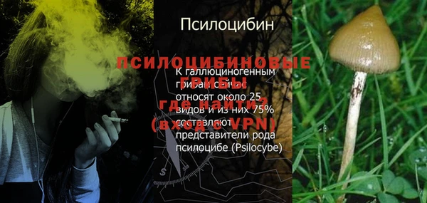 прущие грибы Ростов